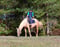 Annonce cheval