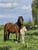 Pferdeinserat