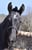 Annonce cheval