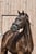 Annuncio cavallo