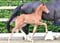 Horse ad