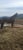 Horse ad