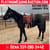 Ogłoszenie konia