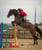 Annonce cheval