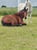 Annuncio cavallo