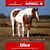 Annonce cheval