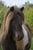 Horse ad