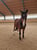 Horse ad