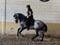 Horse ad