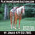 Horse ad