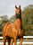 Horse ad