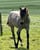 Horse ad