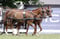Horse ad