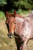 Anuncio de caballos