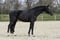 Horse ad