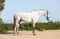 Horse ad