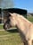 Annuncio cavallo