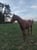 Horse ad