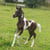 Horse ad