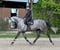 Annuncio cavallo