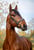 Annuncio cavallo