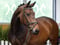 Annuncio cavallo
