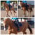 Horse ad