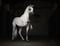 Annuncio cavallo