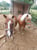 Anuncio de caballos