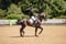 Horse ad