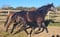 Horse ad