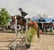 Horse ad