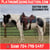 Horse ad