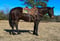 Horse ad