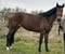 Annonce cheval