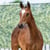Annuncio cavallo