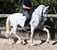 Annuncio cavallo