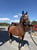 Horse ad