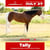 Horse ad