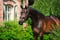 Annuncio cavallo