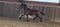 Horse ad