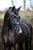 Annuncio cavallo
