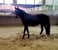 Horse ad