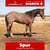 Horse ad