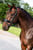 Annuncio cavallo
