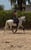 Horse ad