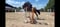 Annuncio cavallo
