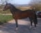 Horse ad