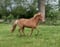 Horse ad