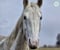 Horse ad